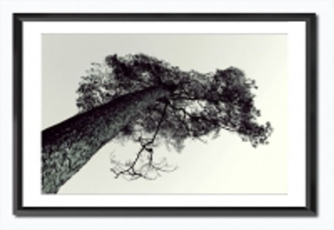 Hovedbilde Bilde Furu m/glass/ramme ...