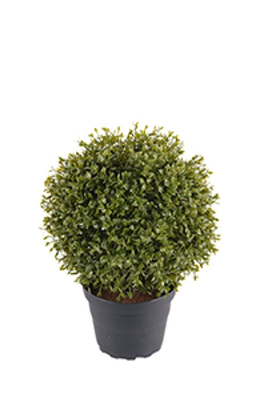 Myrten i potte H:22 cm