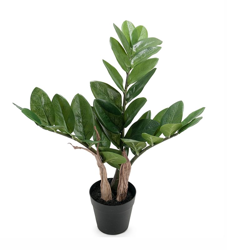 Zamifolia i potte H 45 cm