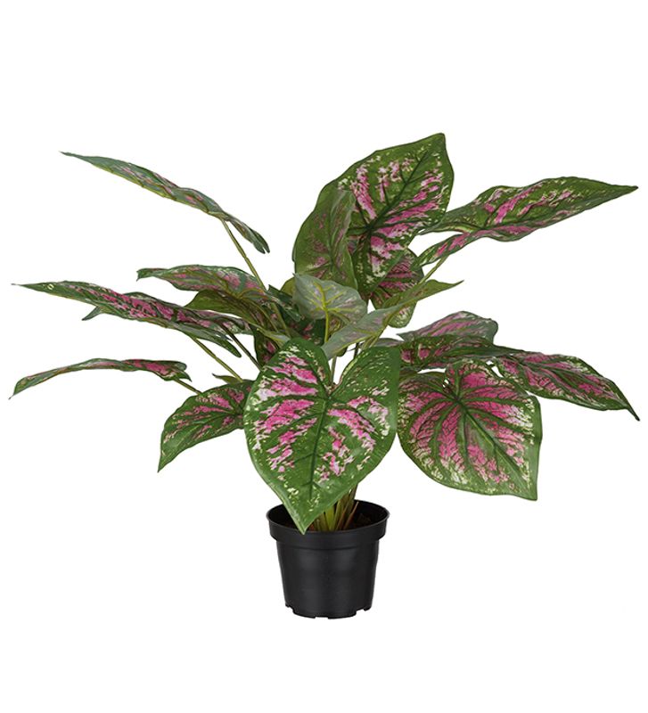 Caladium i potte H 40 cm