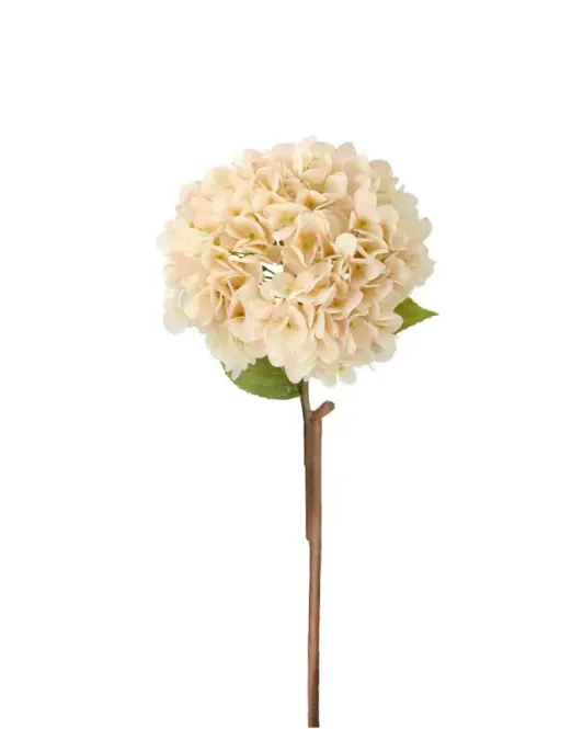 Hovedbilde Hortensia på stilk Aprikos  ...