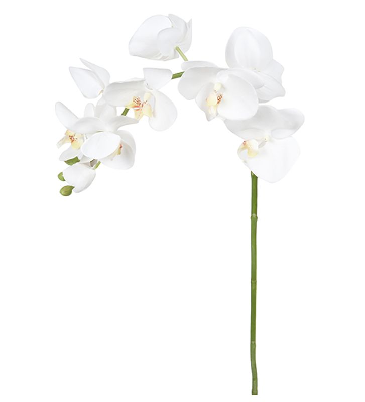 Phalaenopsis Hvit stilk H 75 cm