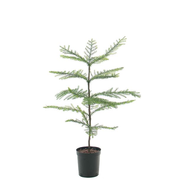 Hovedbilde Stuegran i potte H 80 cm