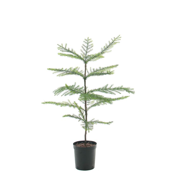 Stuegran i potte H 80 cm