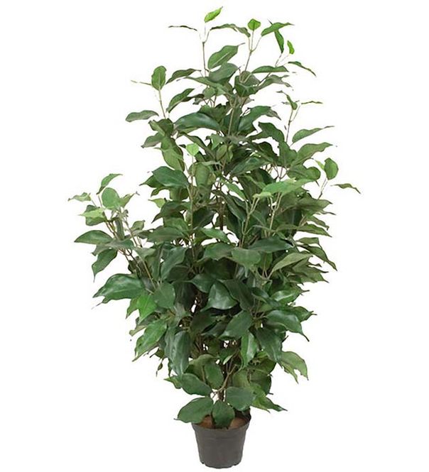 Hovedbilde Ficus benjamin i potte H 80 ...