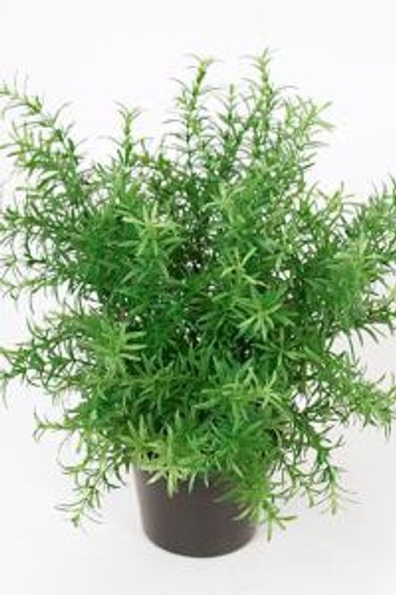 Hovedbilde Asparagus 6835-90-1