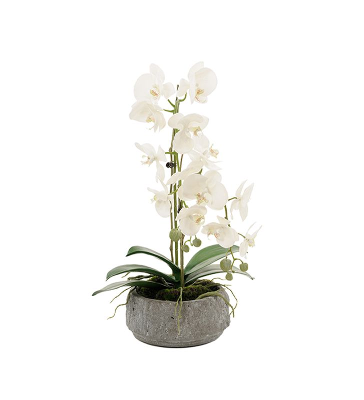 Phalaenopsis Hvit  20x55 cm