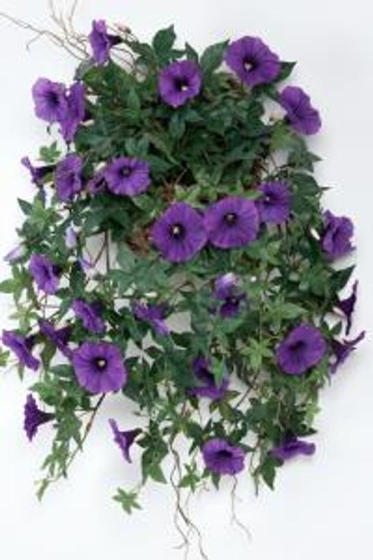 Blomst for dagen lilla i potte