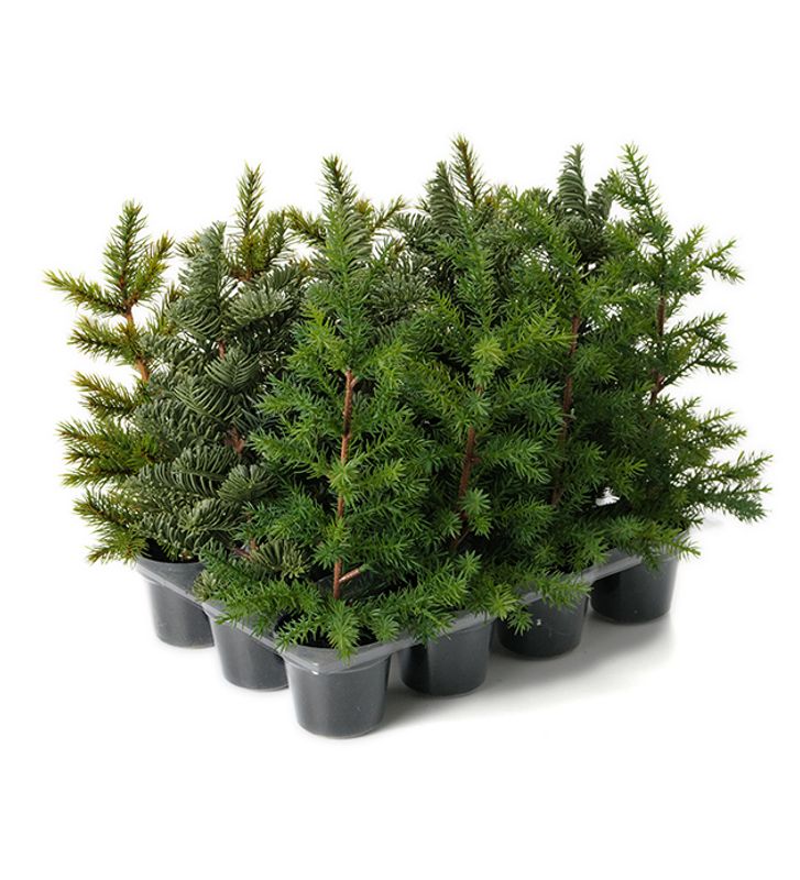 Juletre Edelgran H 31 cm