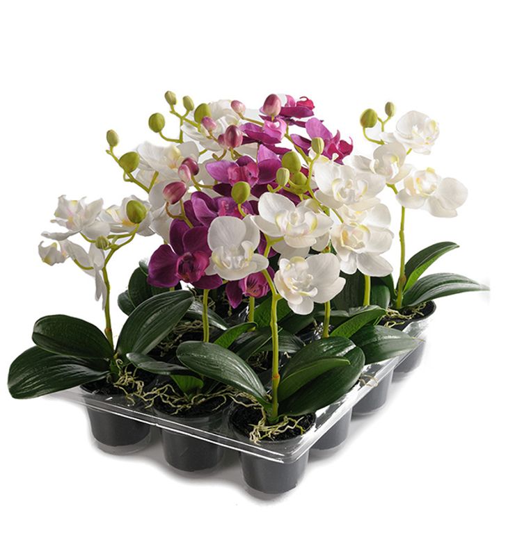 Phalaenopsis Lilla i potte H 23 cm