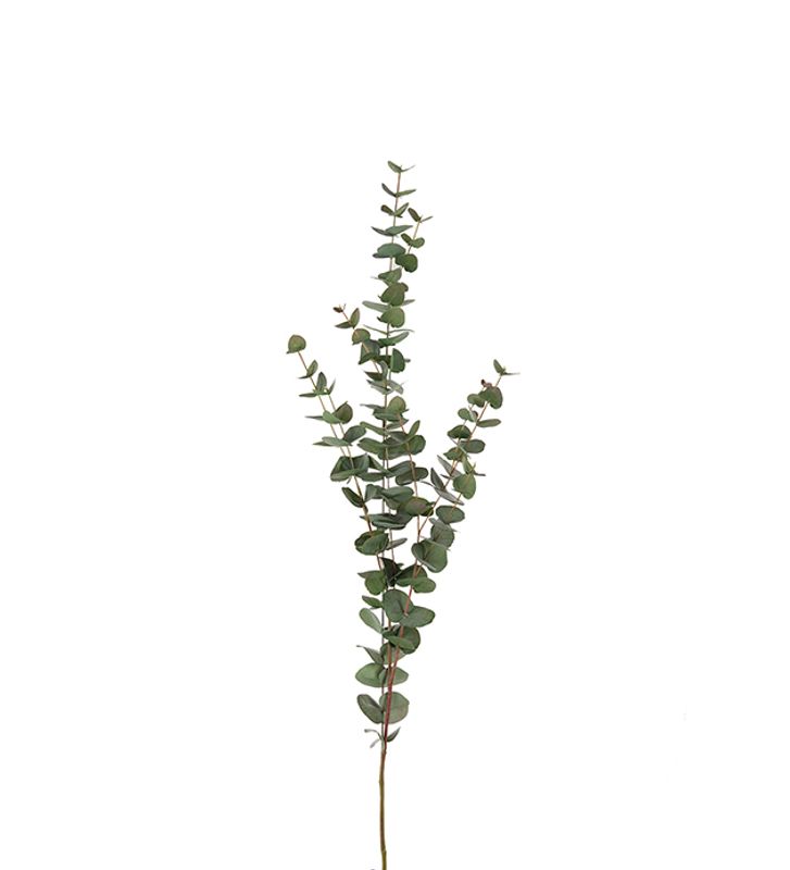 Eucalyptus/stilk H 120 cm