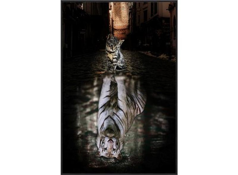 Bilde Katt/tiger Sort ramme/temperert glass 60x90 cm