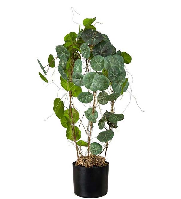 Hovedbilde Stephanie i potte H 90 cm