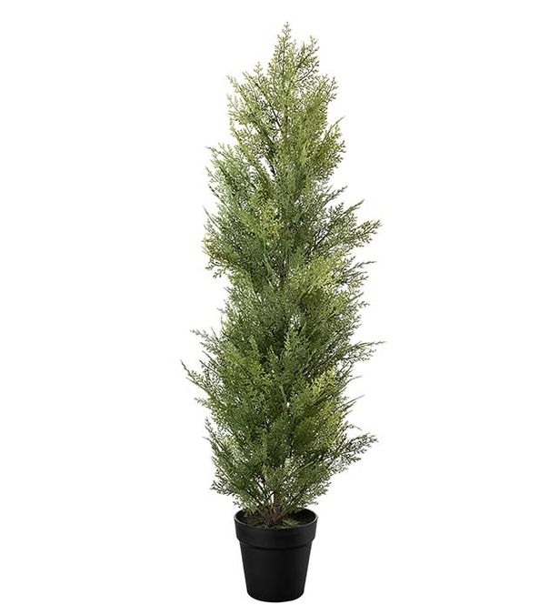 Hovedbilde Cypress i potte 10x95 cm