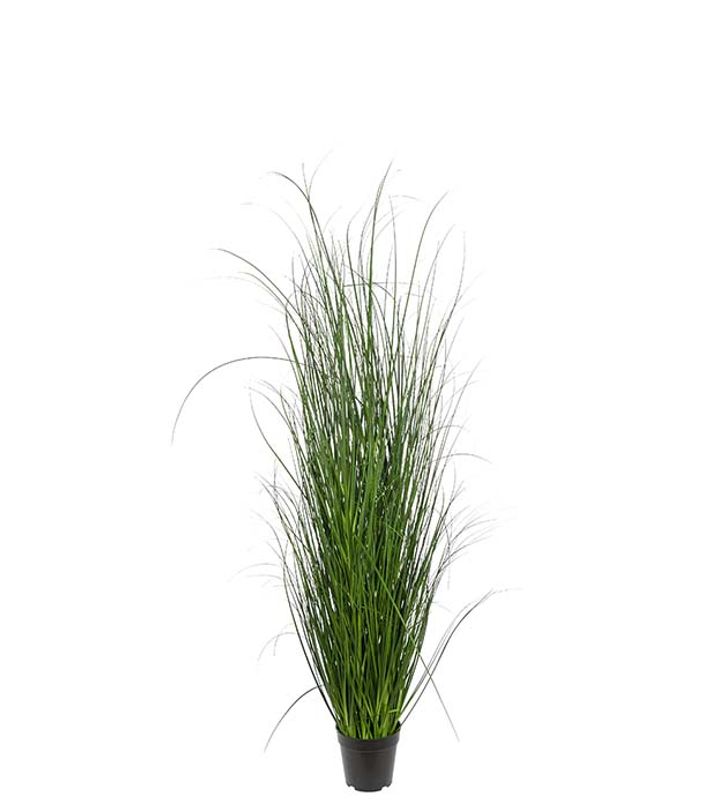 Grass grønn i potte H 70 